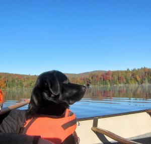 green river foliage 2