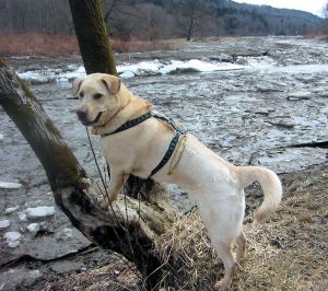 Griff at one of our canoe launch sites...may be a while yet!