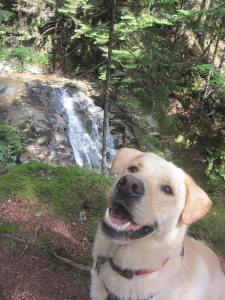 Cascade trails mean water! Happy dog!