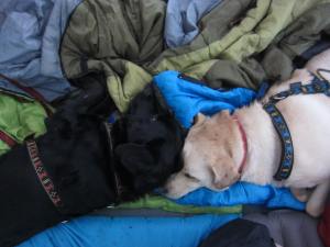 The dogs slept through most of the rain..at least we had no thunder and lightning!