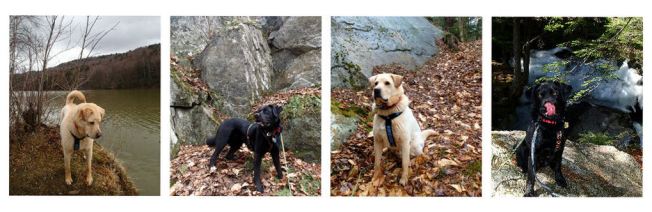 collage 2 late spring 2015