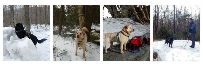 collage of late spring 2015 B