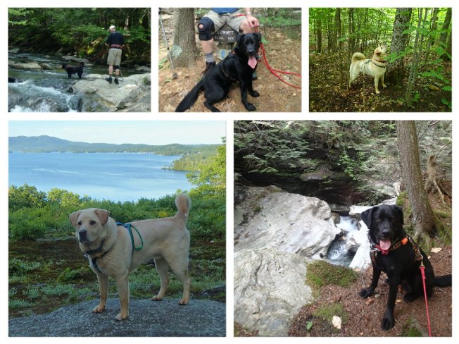 june dog hikes