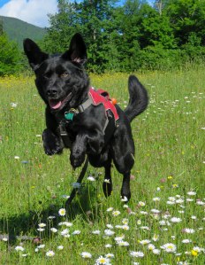 edgar june sterling 24