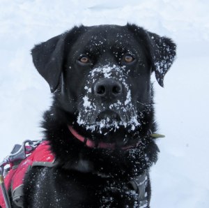 edgar blowing snow sterling 27